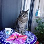 Sundays With Tabs the Cat, Makeup and Beauty Blog Mascot, Vol. 830