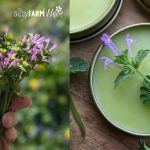 Henbit Salve Recipe (for aches & pains)